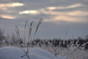 grass and sky