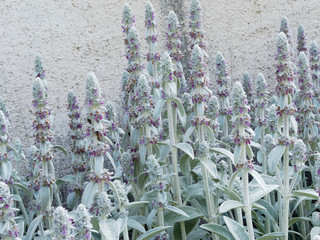 Epiaire de Byzance (Stachys byzantina)