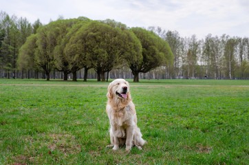 Young energetic labrador retriever dog walks in the meadow. How to protect your pet from hyperthermia. Summer activity.