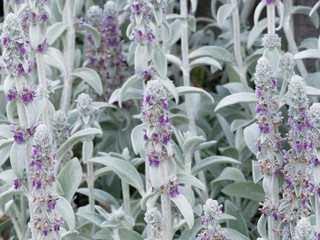 Stachys byzantina - Floraison estivale de l'épiaire de Byzance en forme de hampe florale de...