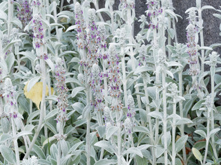 Stachys byzantina - Floraison estivale de l'épiaire de Byzance en forme de hampe florale de...