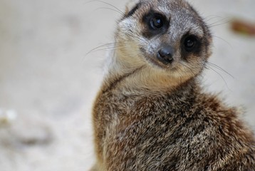 Mignon