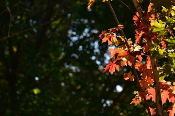 butterfly on tree