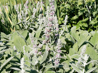 Stachys byzantina - Floraison estivale de l'épiaire de Byzance en forme de hampe florale de...