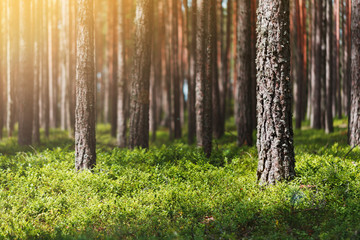 Beautiful summer pine forest, green leaves of lingonberry, sun glare. The middle part of the frame is in focus. Far and background blurred