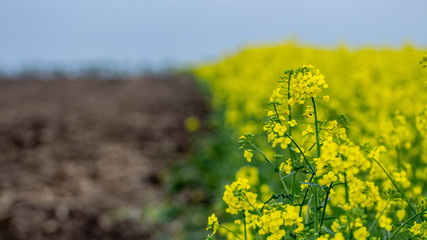 Obraz premium Blooming oilseed rape, rape fields. Close up
