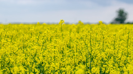 Obraz premium Blooming oilseed rape, rape fields. Close up