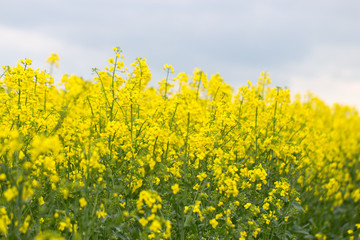 Blooming oilseed rape, rape fields. Close up