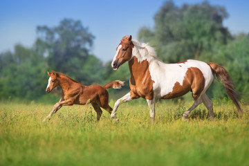 Mare and foal run