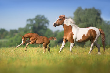 Mare and foal run
