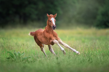 mare and foal