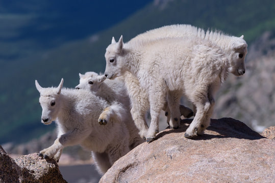 Wildlife of Colorado. Mountain Goats on Colorado Mountain Peaks