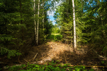 Summer green forest