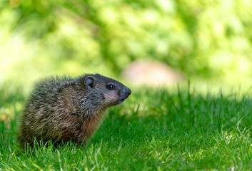Naklejka na ściany i meble A young groundhog in grass with out of focus green background space
