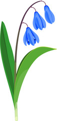 Obraz na płótnie Canvas Siberian squill or Scilla siberica plant with blue flowers and green leaves isolated on white background