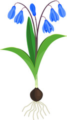 Plakat Siberian squill or Scilla siberica plant with blue flowers, green leaves and bulb isolated on white background