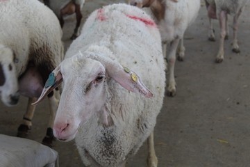 Obraz premium flock of sheep