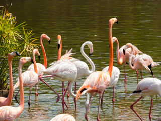 Fototapeta na wymiar Flamingos in Vinpearl Safari zoo park, Phu Quoc, Vietnam