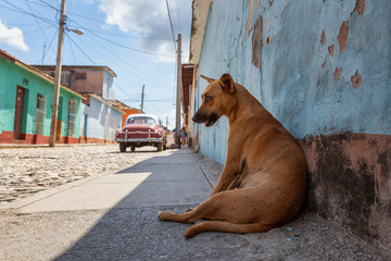 Homeless Street dog relaxing in a shade during a hot and sunny day. Taken in a small Cuban Town, Trinidad, Cuba.