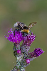 Pollination, a Buff-tailed bumblebee on the purple flower of a Marsh thistle