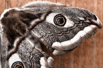 peacock butterfly sits on a wooden board