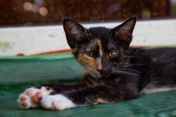 Cute little Kitten sleeping. Taken in Trinidad, Cuba.
