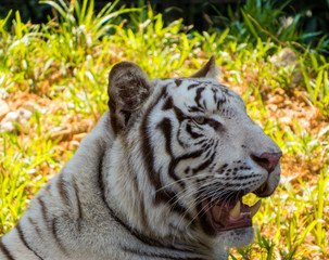 Plakat White Tiger Portrait