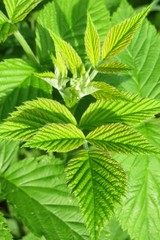 Beautiful light green young raspberry leaves in the garden in spring, closeup