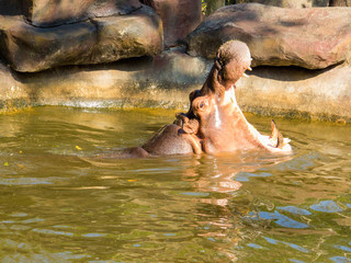 Hippopotamus In The Water Portrait