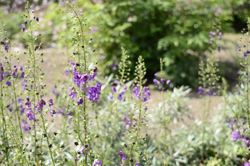 Closeup Verbascum phoeniceum with blurred background in garden