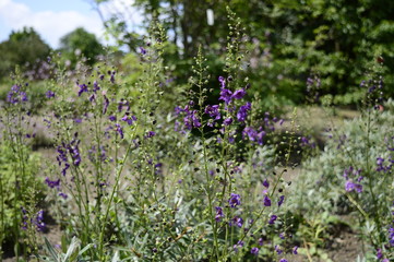 Obraz premium Closeup Verbascum phoeniceum with blurred background in garden
