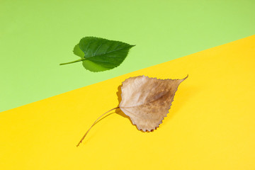 Autumn and spring. Green and fallen autumn leaf on green yellow background