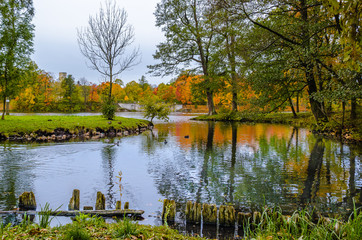 Fototapeta premium The carpet of yellow leaves covers the ground, trees in gold decoration, blue water in the lake.