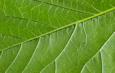 Green leaf texture close up macro