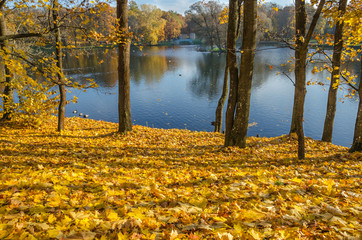 Obraz premium The carpet of yellow leaves covers the ground, trees in gold decoration, blue water in the lake.