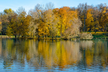 Fototapeta na wymiar The carpet of yellow leaves covers the ground, trees in gold decoration, blue water in the lake.