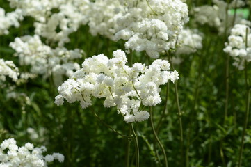 Closeup filipendula ulmaria - very ornamental plant with blurred background in damp meadow