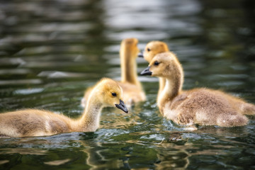 Ducklings