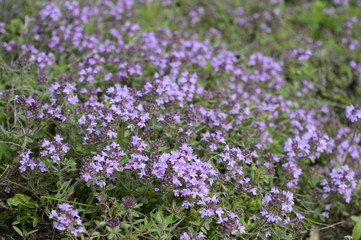 Obraz premium Closeup Thymus kosteleckyanus called also Thymus pannonicus with blurred background in summer meadow