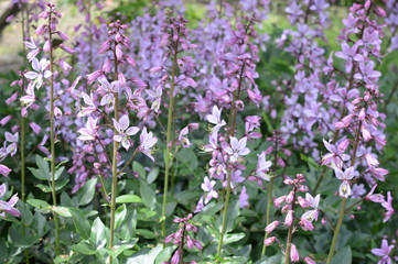 Closeup dictamnus albus known as burning bush with blurred background in summer garden