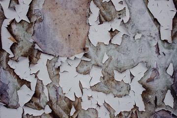 bark of a tree