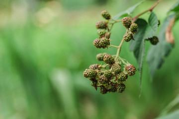 green unripe blackberries