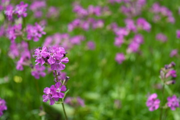 Closeup silene yunnanensis called as campion with smal beuriful purple flowers with blurred background in garden