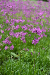 Closeup silene yunnanensis called as campion with smal beuriful purple flowers with blurred background in garden