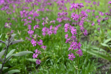 Closeup silene yunnanensis called as campion with smal beuriful purple flowers with blurred background in garden