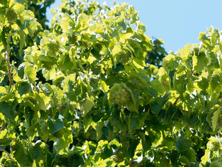 Corylus colurna - Die Baumhasel oder Türkische Haselnuss