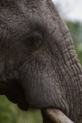 Fototapeta premium African Elephant closeup of face