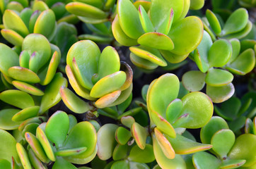 Fototapeta premium Crassula ovata succulent (Jade plant, Friendship tree,Lucky plant or Money tree) as a green natural background.Selective focus,copy space.