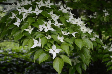 Closeup Cornus kousa - decorative deciduous tree with white petal-like bracts in spring garden