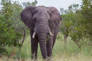 Fototapeta na wymiar African Elephant standing in grassland